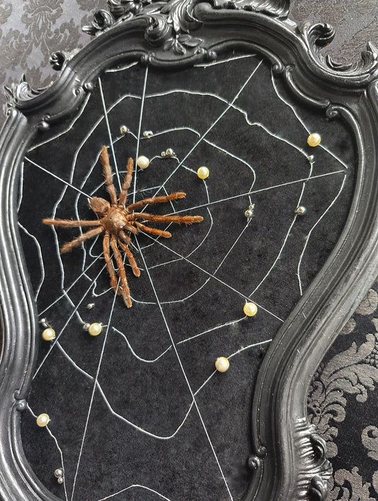 Cadre baroque gothique avec mygale sur velours et toile d'araignée