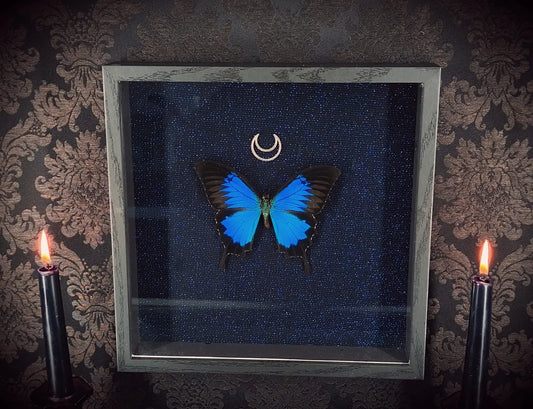 Cadre entomologique gothique fait main avec papillon, tissus noir bleuté