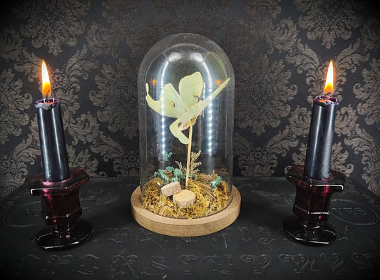 Cloche entomologique fait main ambiance forêt mousse et bois