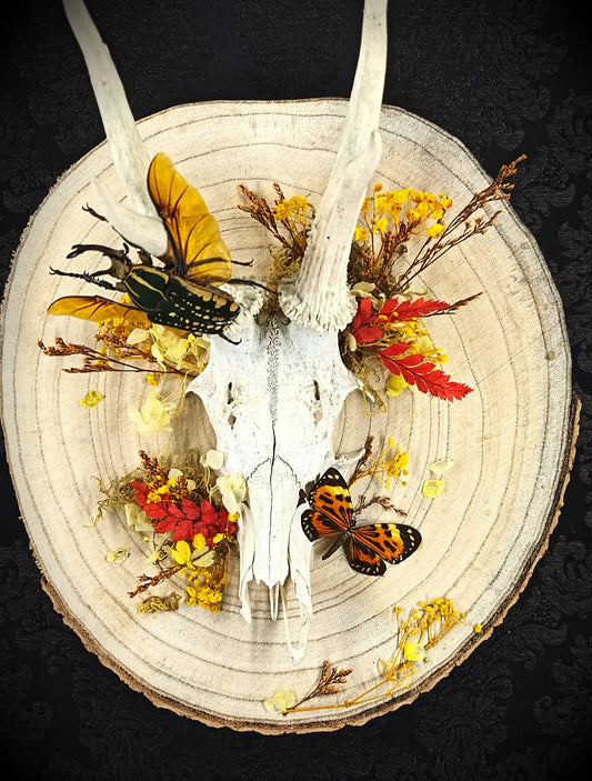 Création artisanale gothique crâne animal papillon et coléoptère