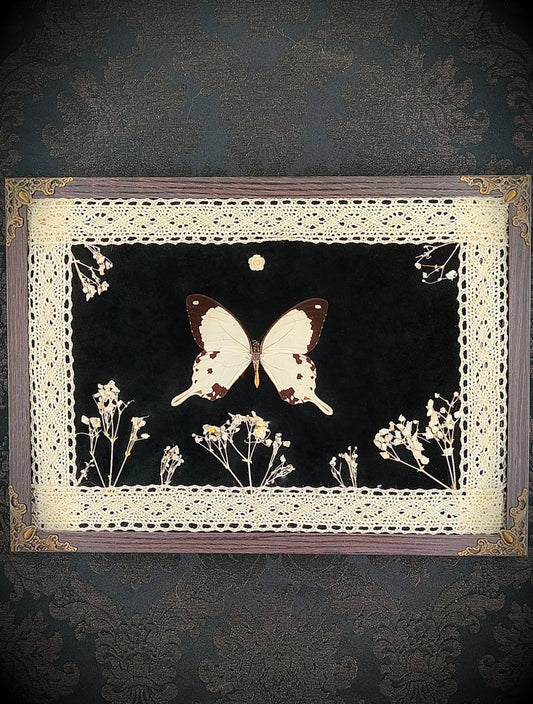 Décoration murale gothique romantique papillon sur velours noir
