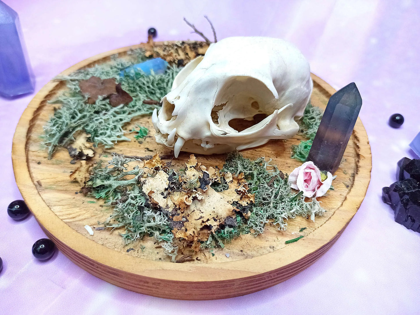 Décoration ostéologie avec crâne de chat, cristaux, mousse sur support en bois