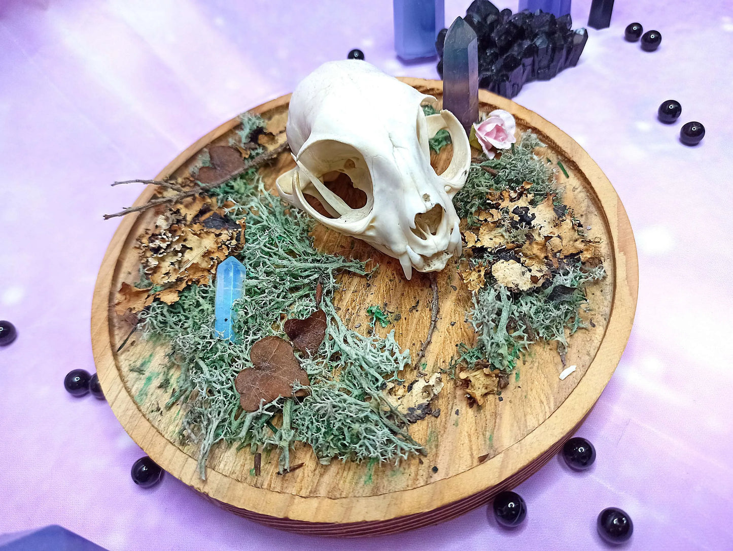 Décoration ostéologie avec crâne de chat, cristaux, mousse sur support en bois