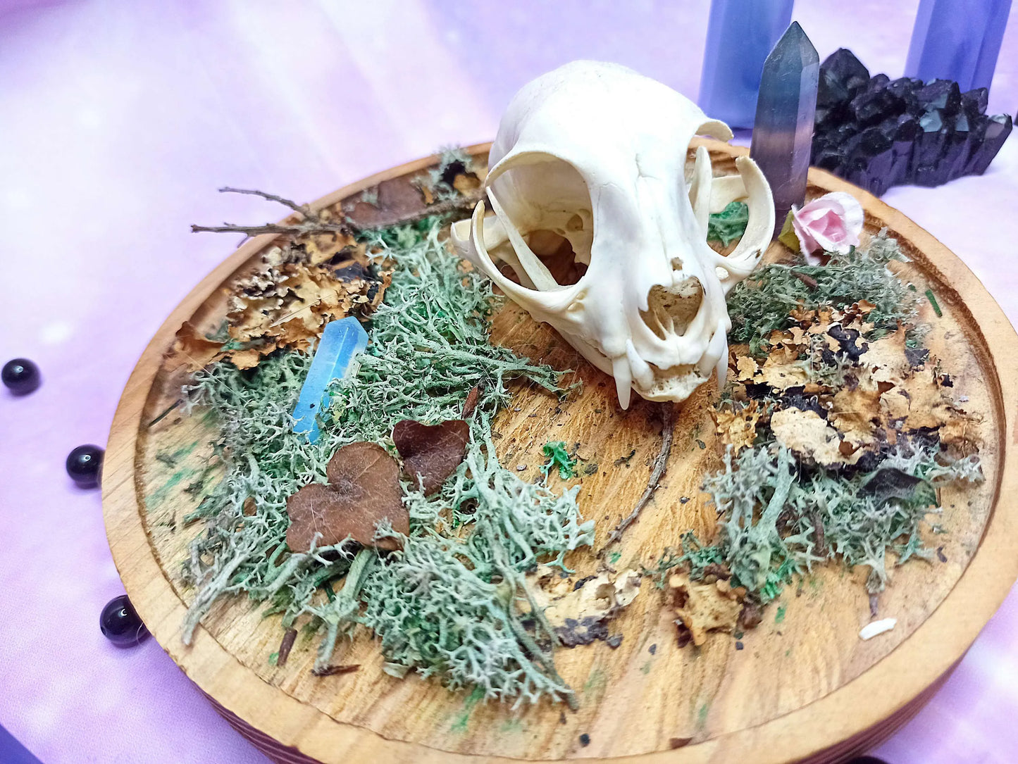 Décoration ostéologie avec crâne de chat, cristaux, mousse sur support en bois
