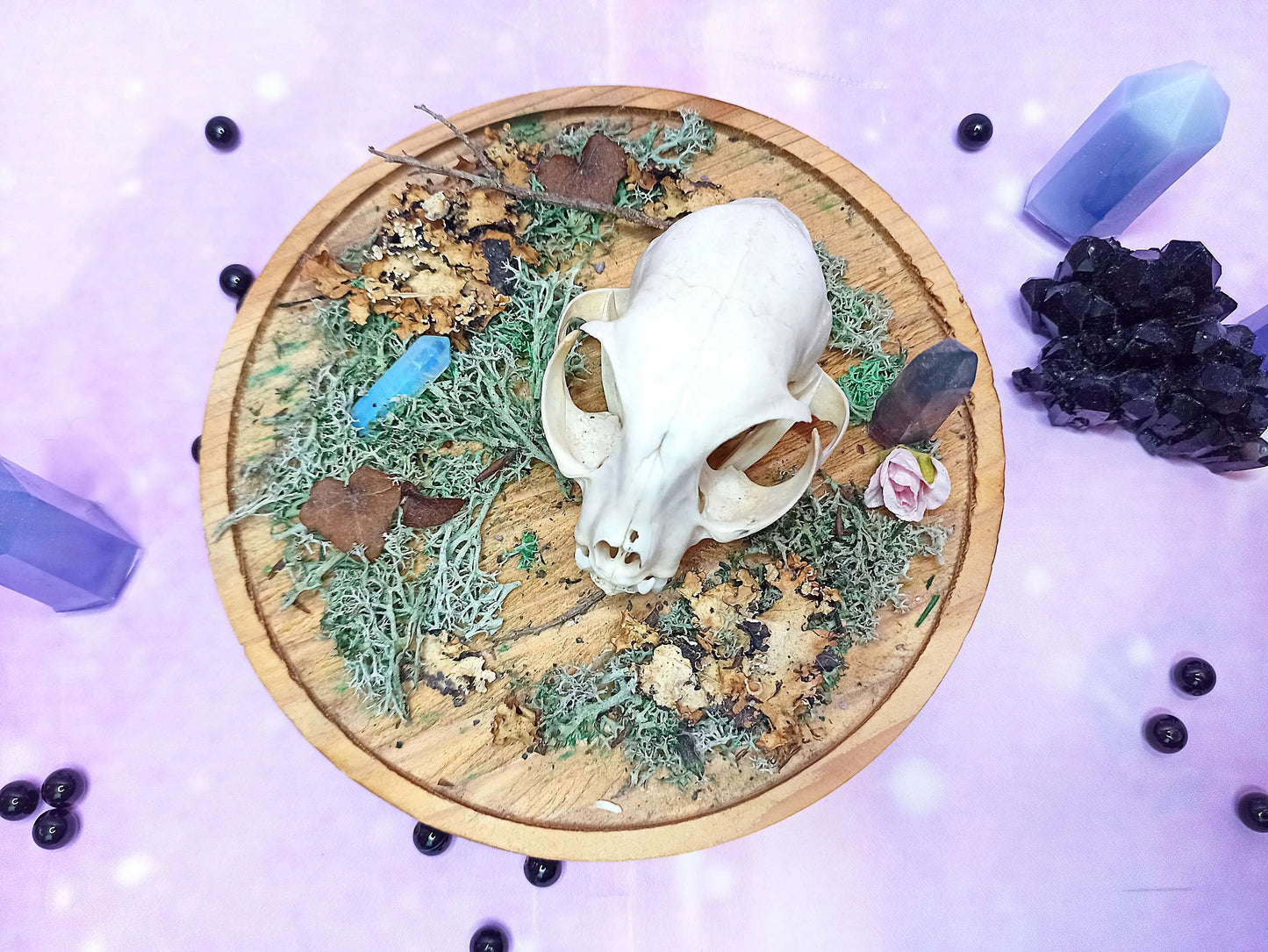 Décoration ostéologie avec crâne de chat, cristaux, mousse sur support en bois