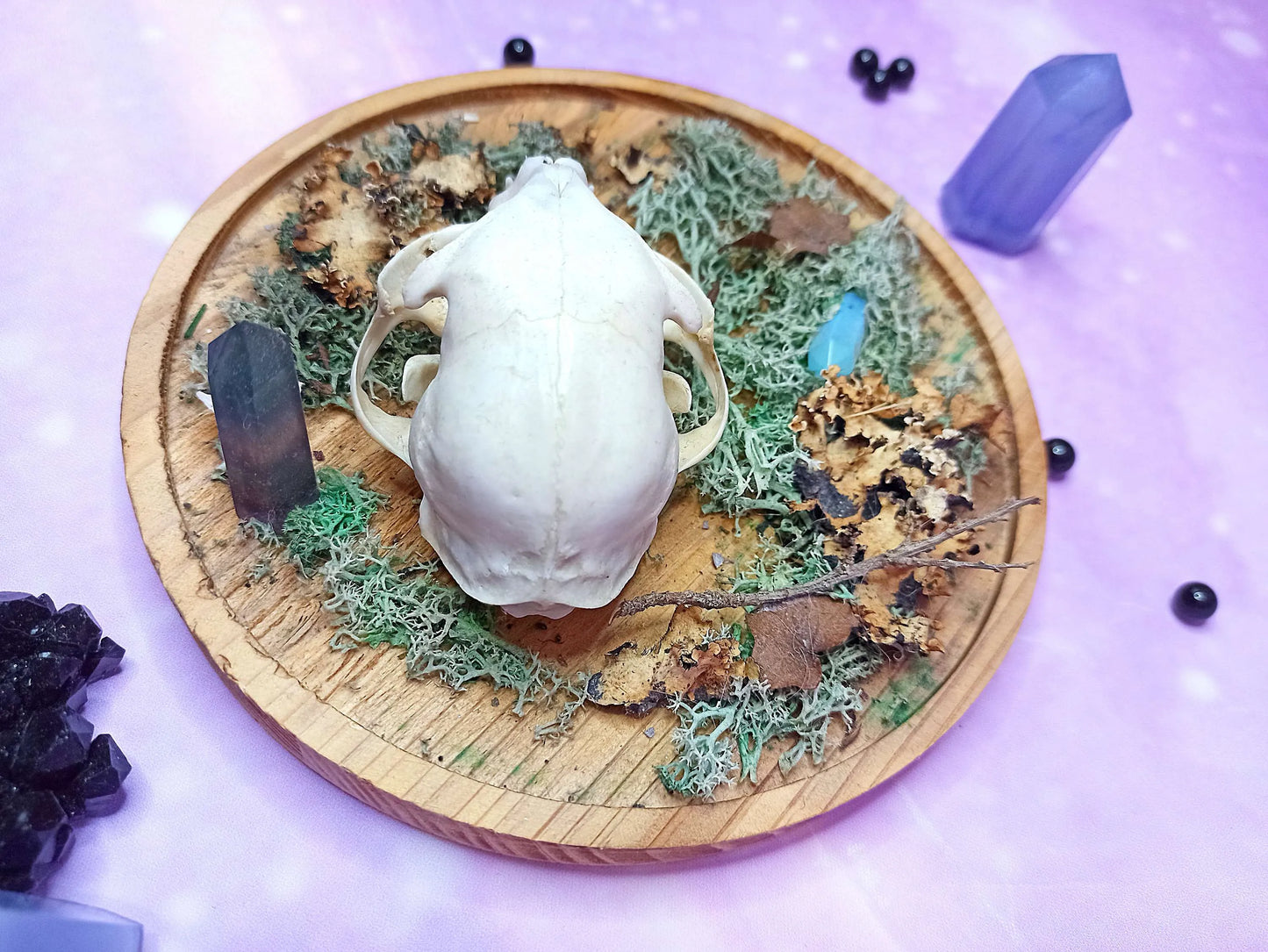 Décoration ostéologie avec crâne de chat, cristaux, mousse sur support en bois