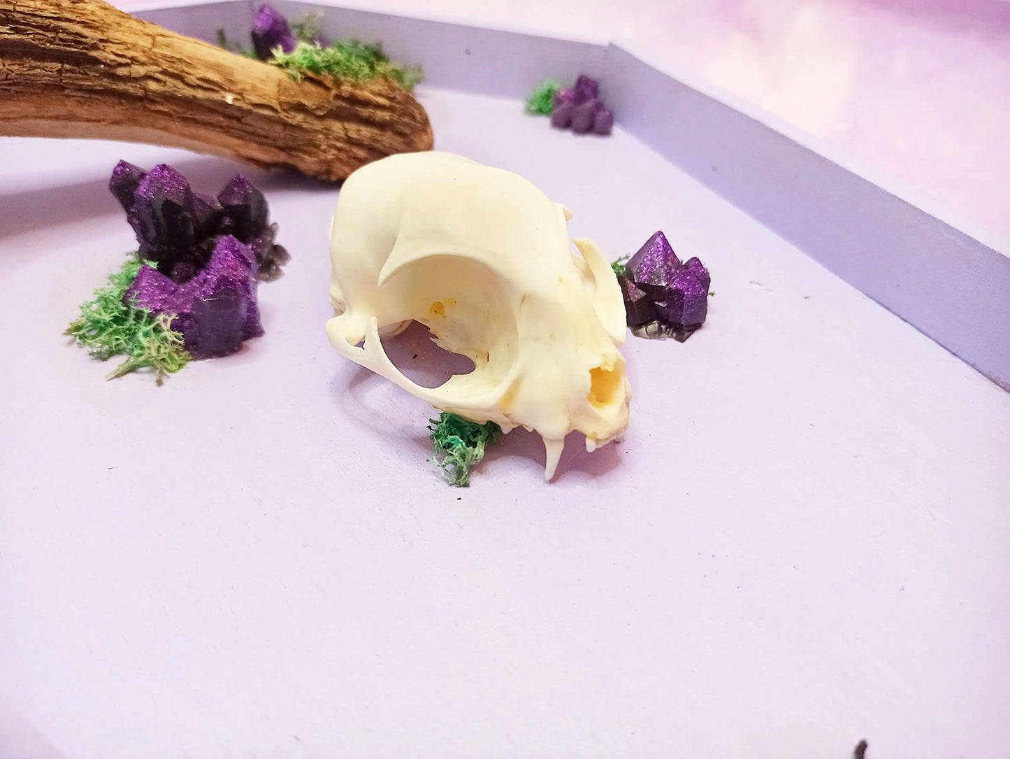 Décoration cercueil pastel goth avec crâne de chat, cristaux et branche fait main