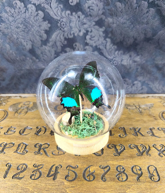 Papillon sous cloche entomologie