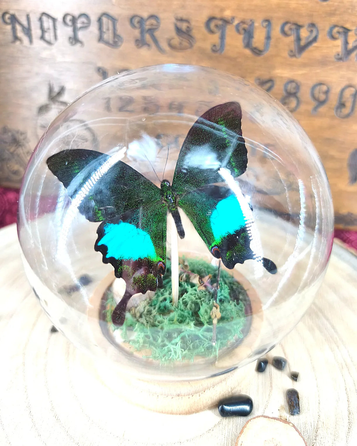 papillon turquoise sous cloche en verre sur fond ésotérique fait main