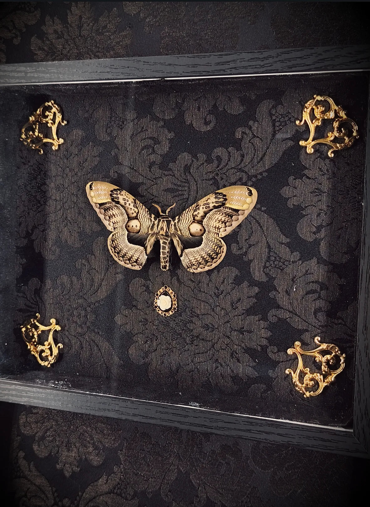 Cadre Gothique Papillon Naturalisé Fait Main – Pièce Unique