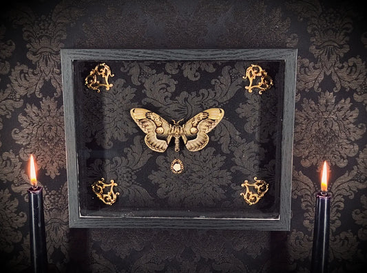 Cadre Papillon Naturalisé Fait Main – Pièce Unique