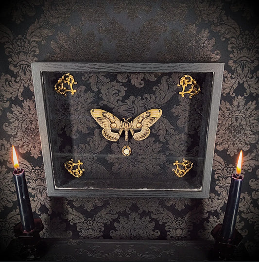 Cadre Papillon Naturalisé Fait Main – Pièce Unique Gothique