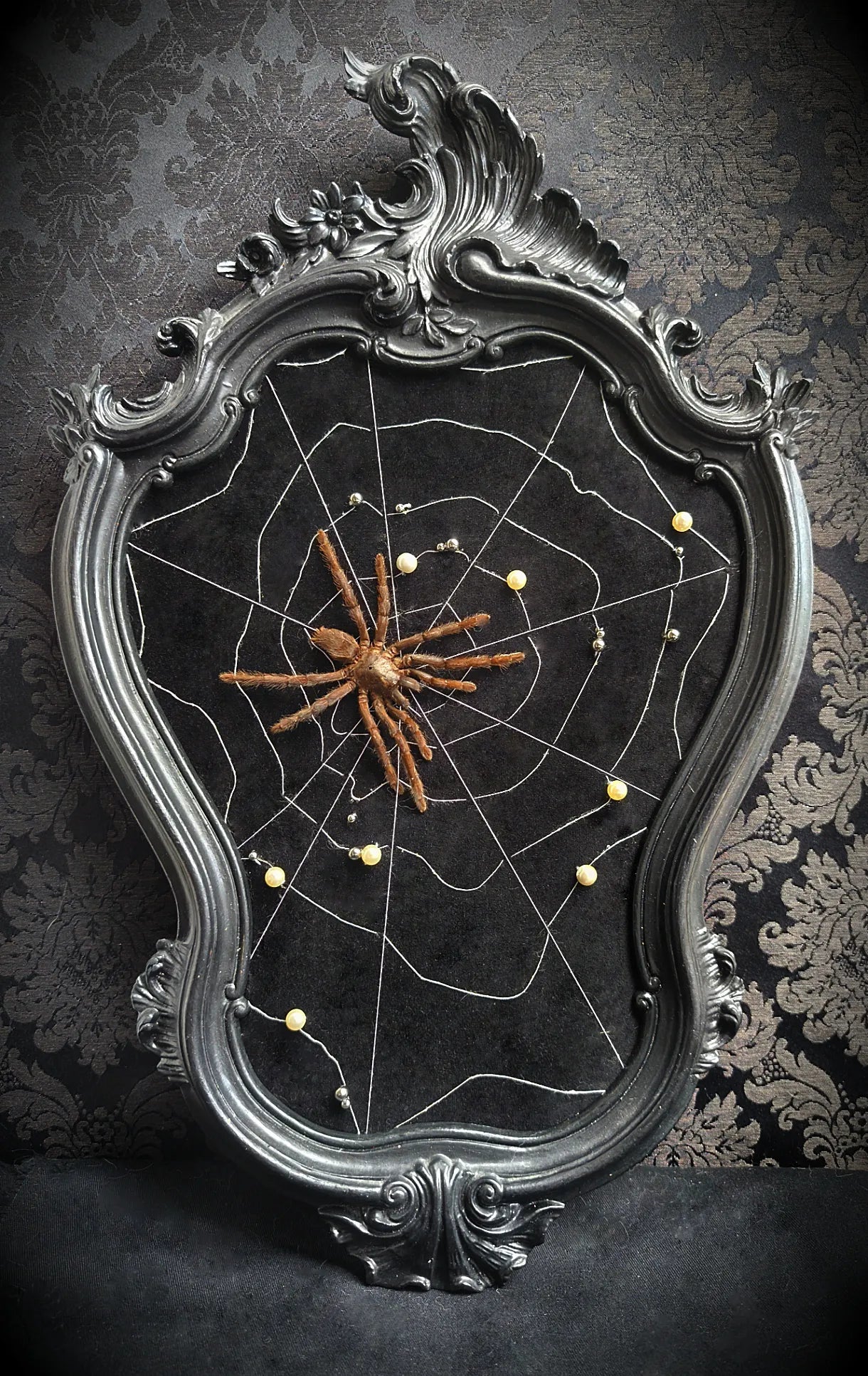 Cadre baroque gothique avec mygale sur velours et toile d'araignée fait main