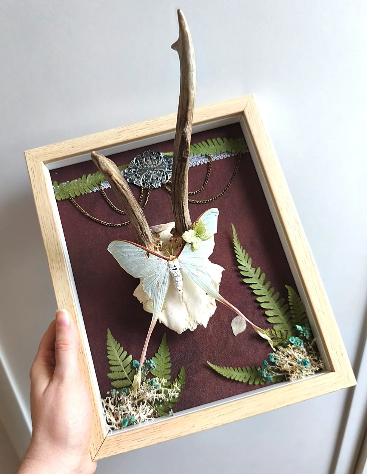 Cadre cabinet de curiosités avec papillon et bois naturel tenu en main