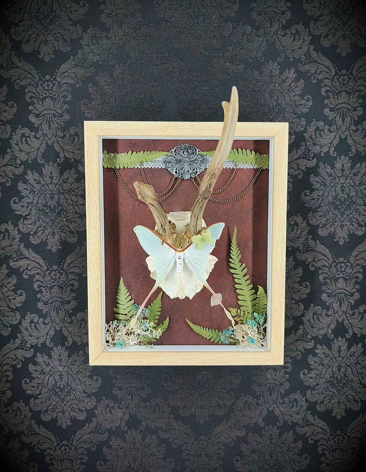 Cadre en bois avec crâne de chevreuil et papillon bleu, décoration murale style cabinet de curiosités
