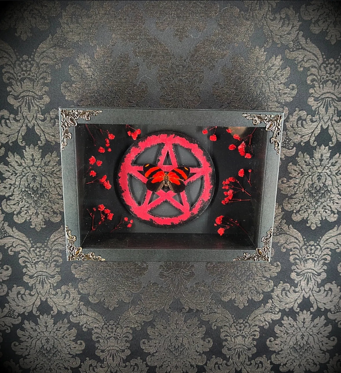 Cadre entomologique gothique avec papillon rouge et noir sur pentacle en bois rouge décoration murale