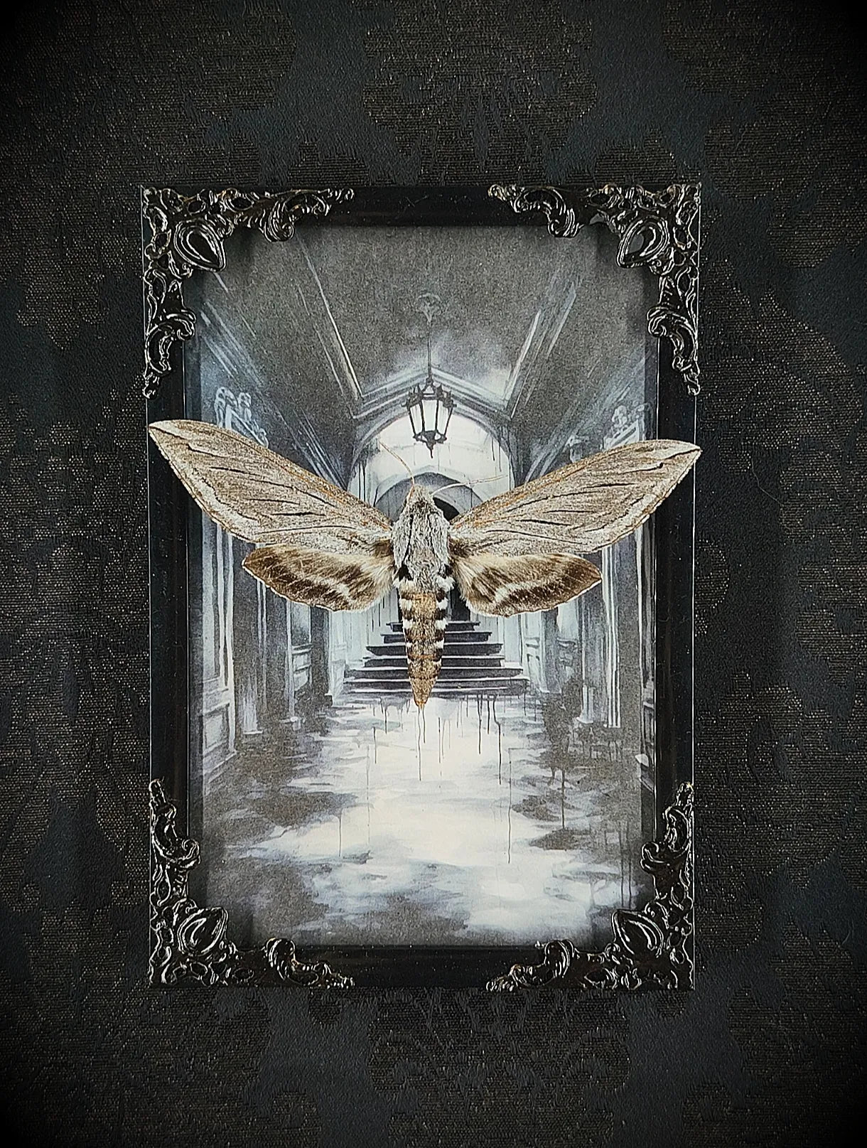 Cadre entomologique gothique avec papillon sphinx ailes déployées sur fond architecture sombre, décoration murale fait main