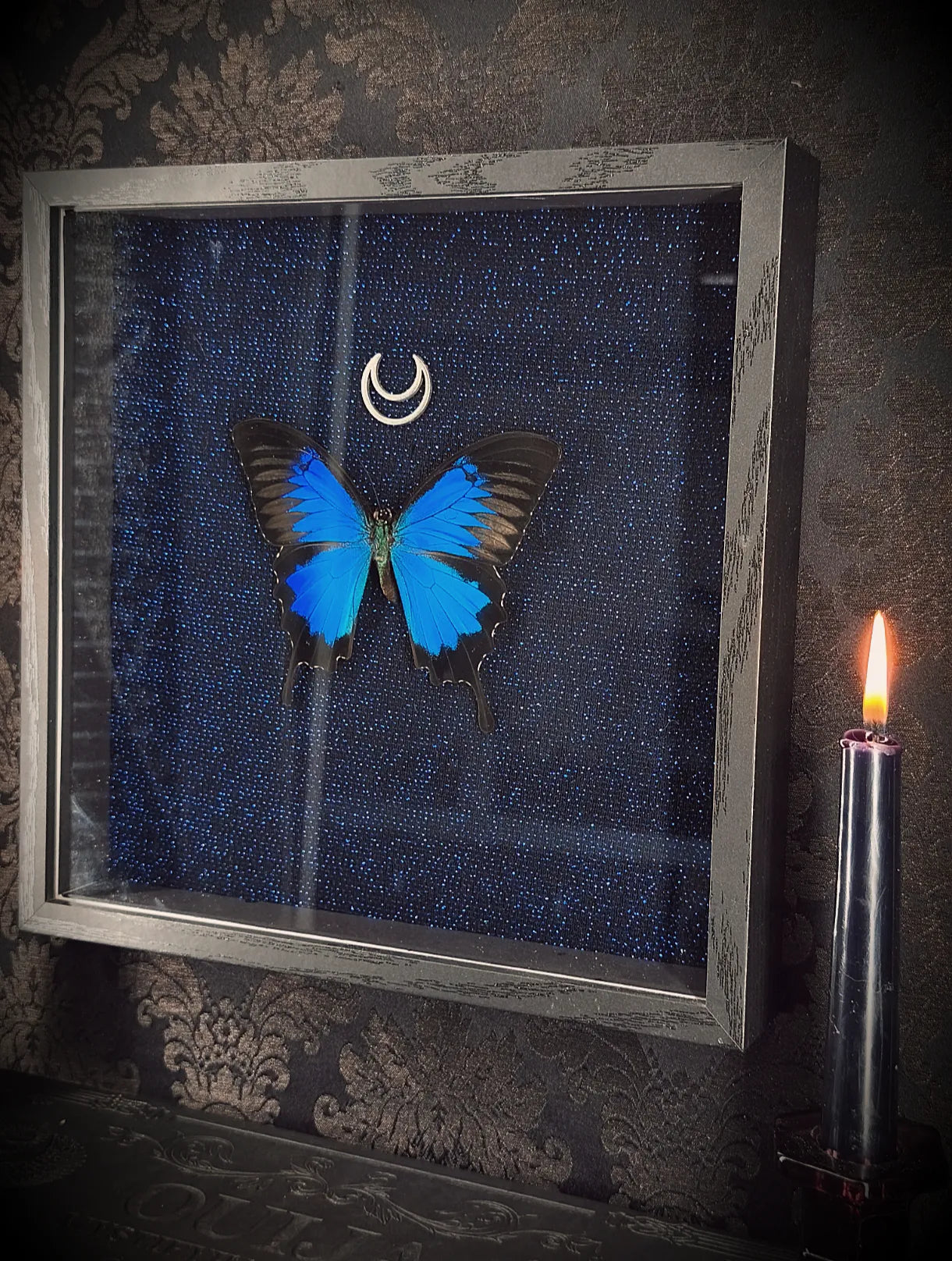 Cadre entomologique gothique avec papillon, tissus noir bleuté 