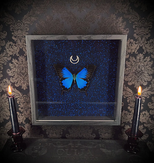 Cadre entomologique gothique fait main avec papillon, tissus noir bleuté avec lune