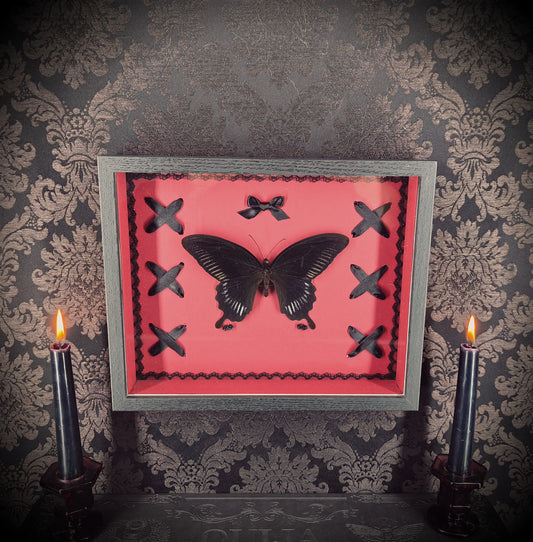 Cadre entomologique gothique fait main bordeau avec papillon, laçage et noeud noir