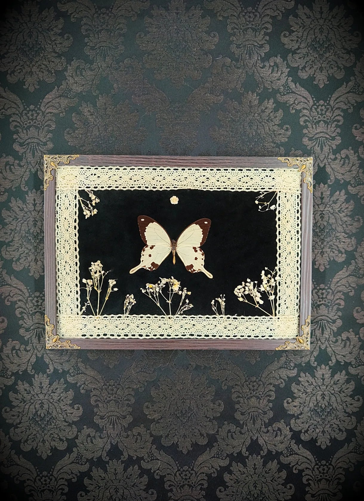 Cadre papillon crème et noir avec dentelle ancienne et fleurs séchées