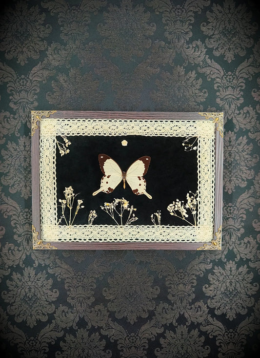 Cadre papillon crème et noir avec dentelle ancienne et fleurs séchées