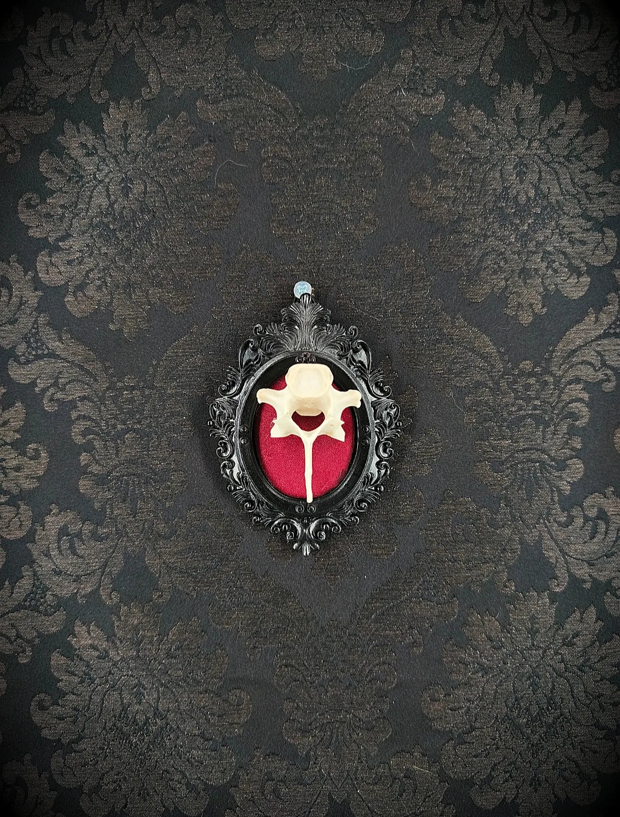 Cadre style miroir baroque noir avec vertèbre sur velours rouge, cabinet de curiosités