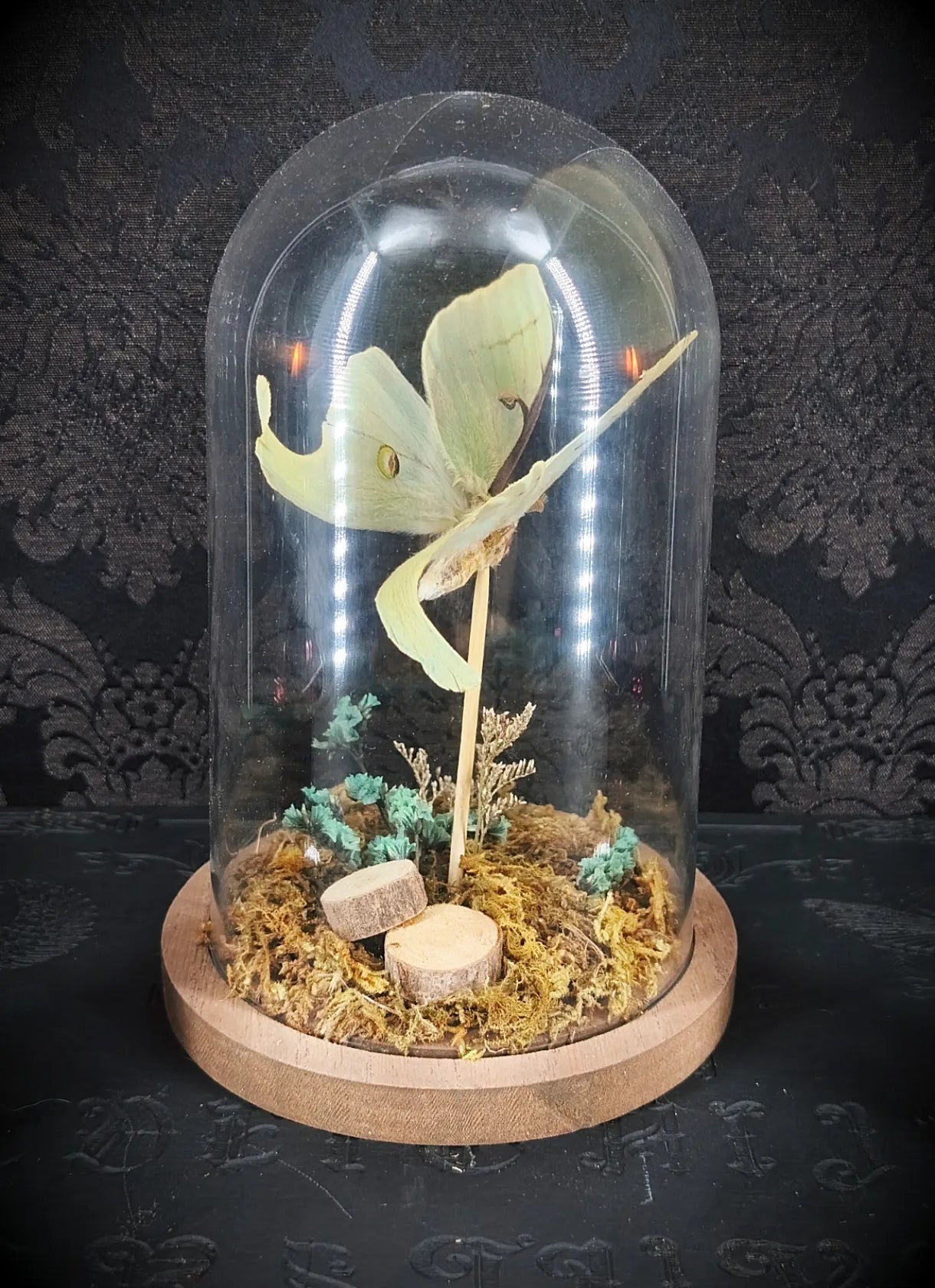 Cloche en verre avec papillon vert naturel et décor mousse forêt fait main