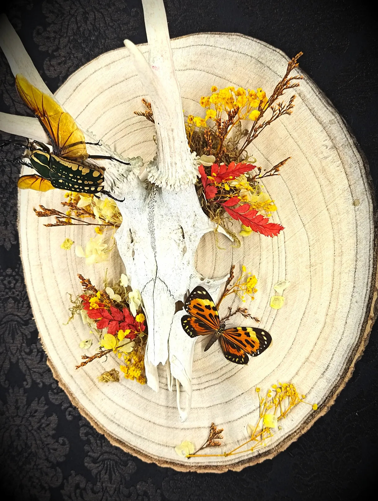 Décoration murale gothique avec crâne de chevreuil fleurs séchées et insectes