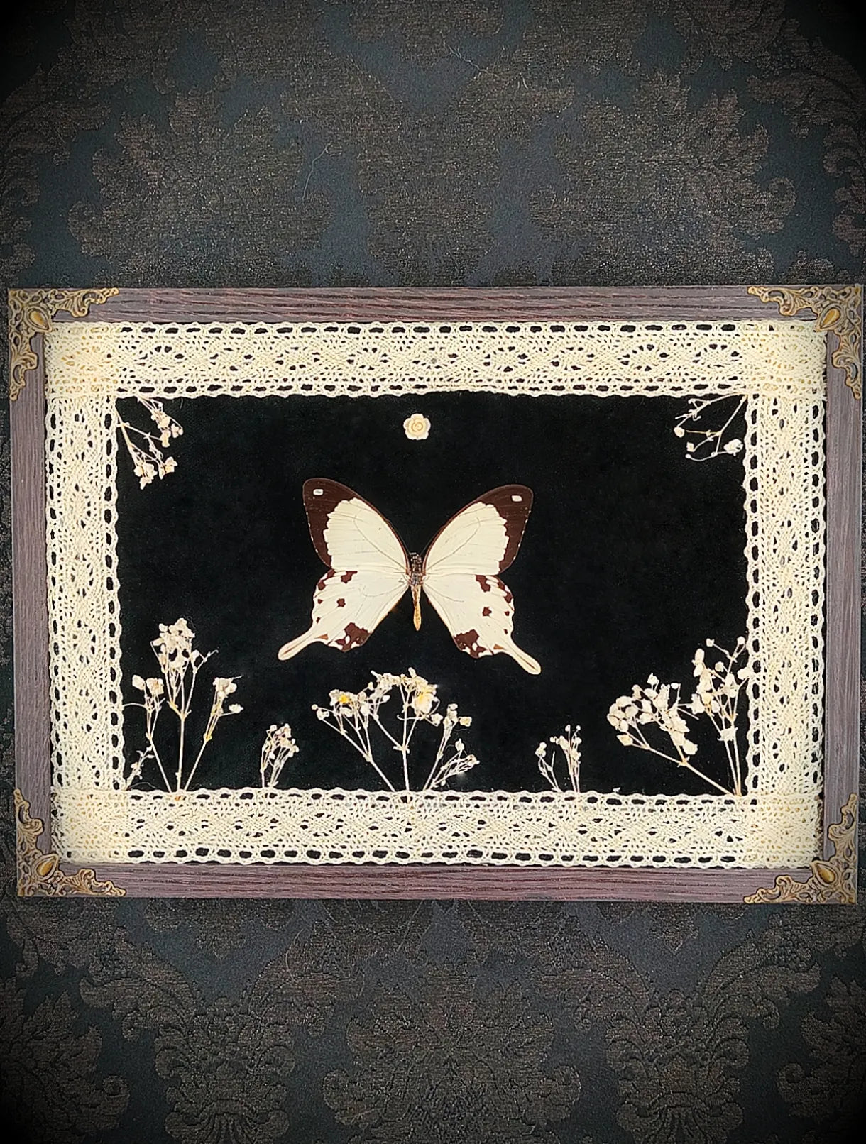 Décoration murale gothique romantique papillon sur velours noir