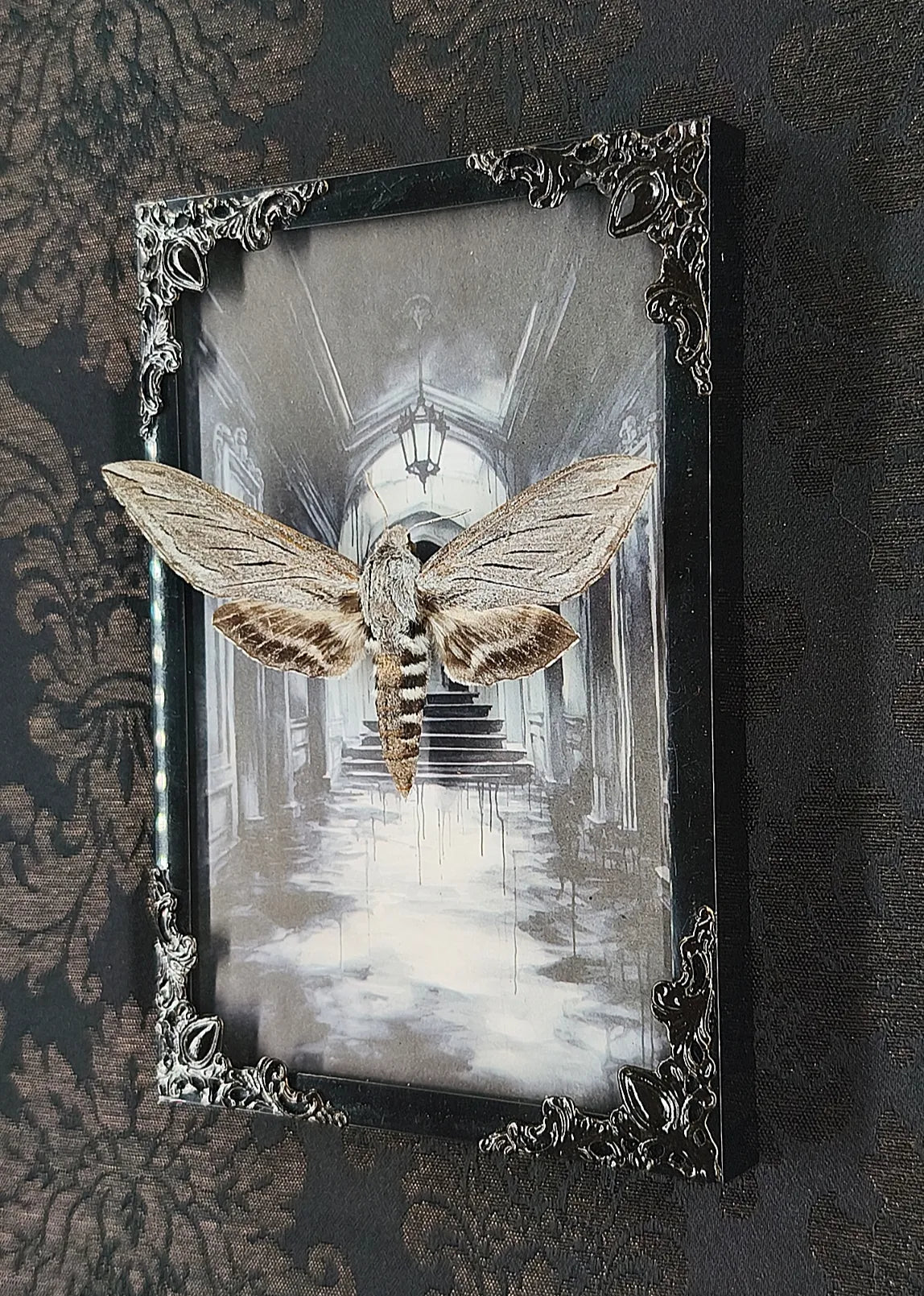 Détail coins baroques du cadre noir et composition entomologique gothique avec papillon sphinx