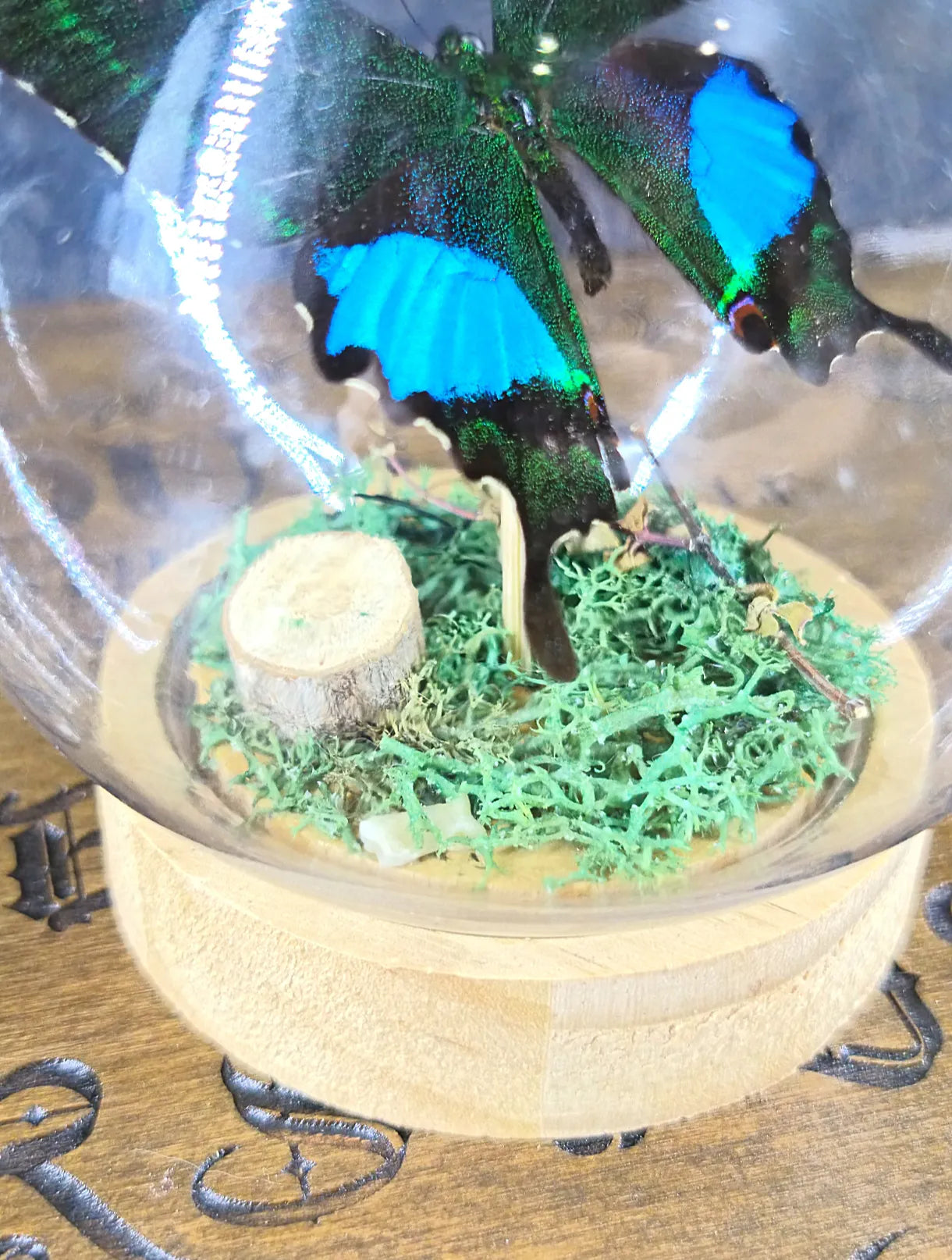 Détail de la décoration sous cloche du papillon avec mousse et bois