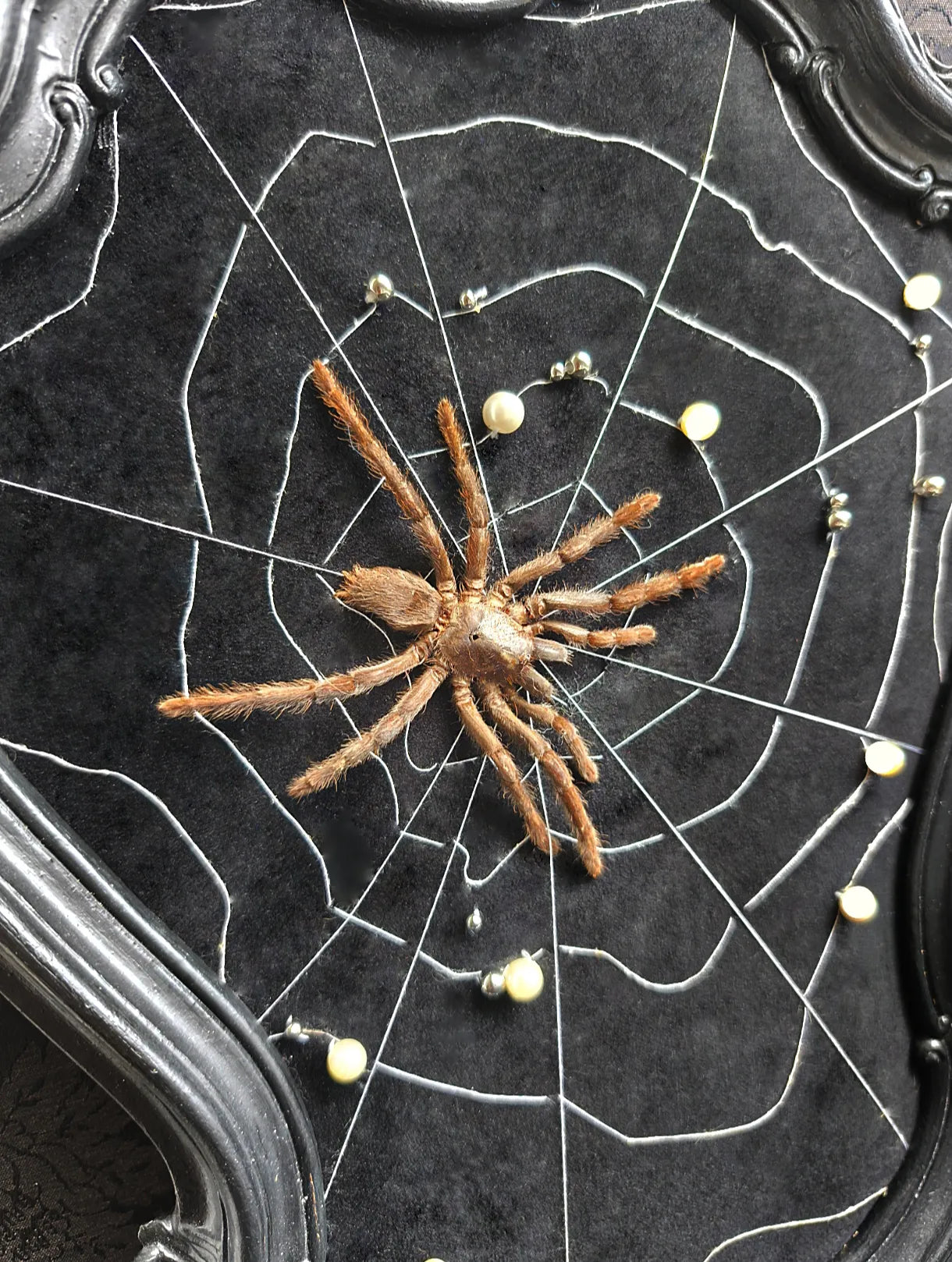 Détail de la mygale du cadre baroque gothique 