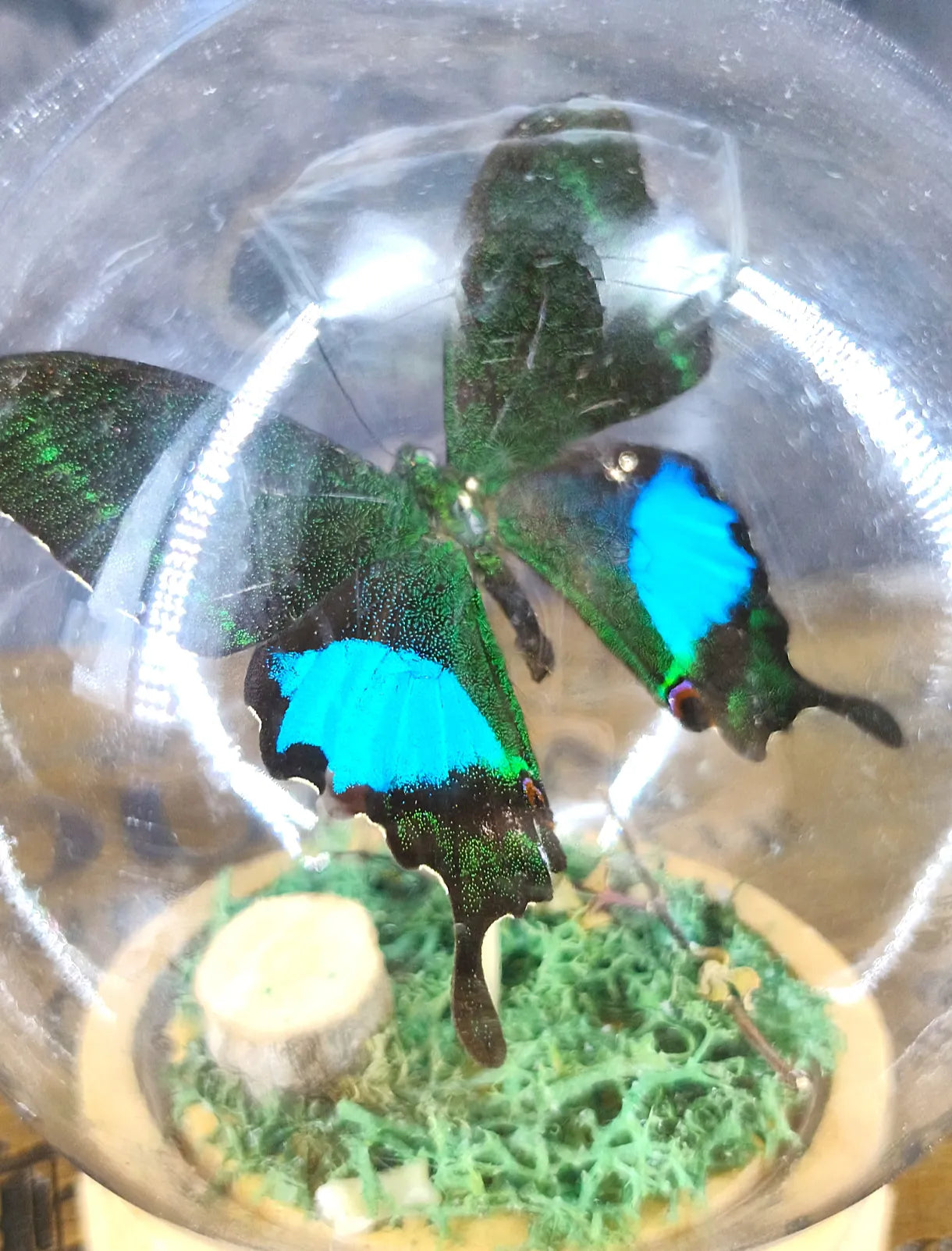 Détail des ailes du papillon noir et vert  sous cloche