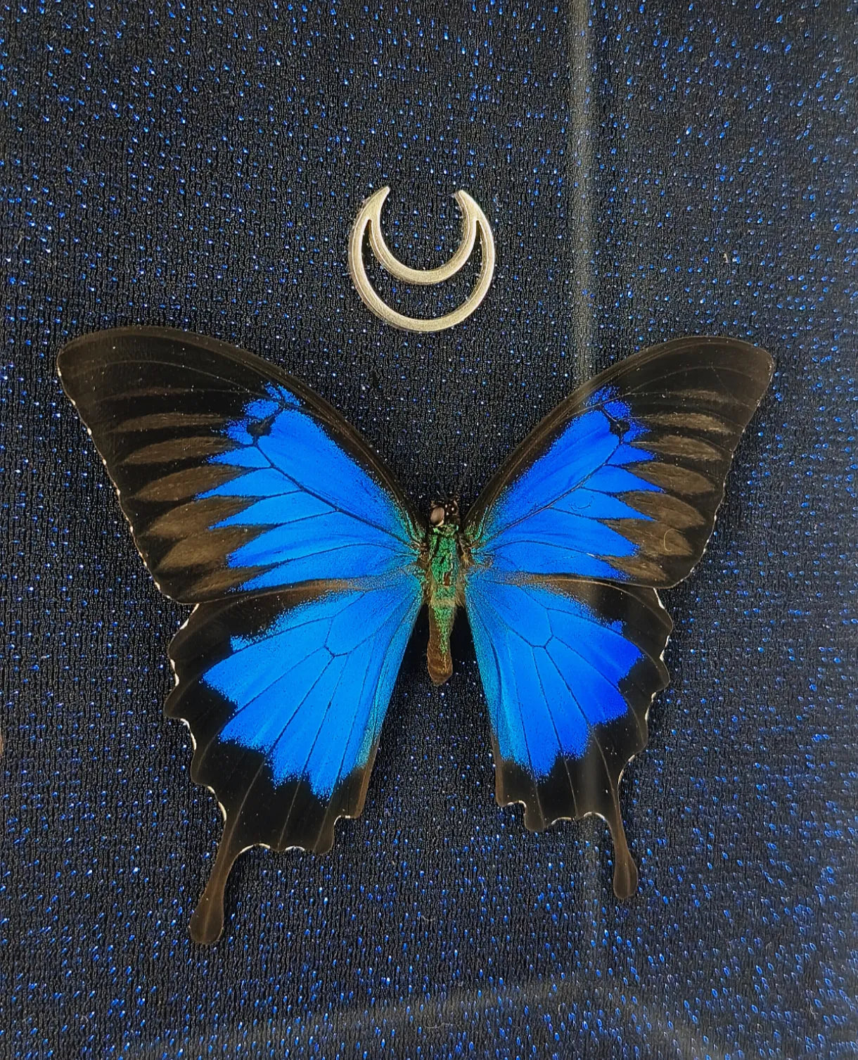 Détail du papillon bleu et de la lune argentée