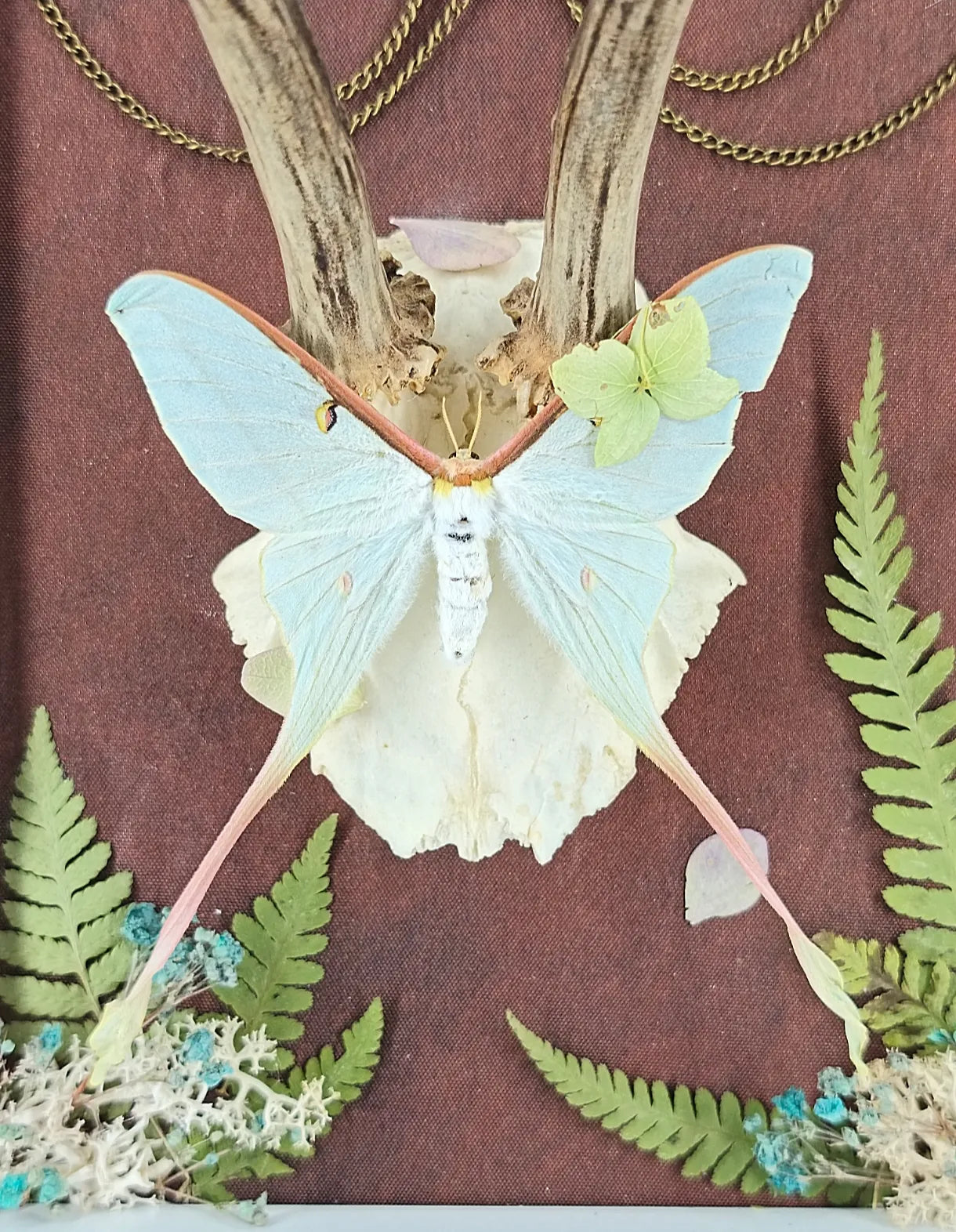 Détail du papillon bleu posé sur crâne de chevreuil dans un cadre décoratif naturel