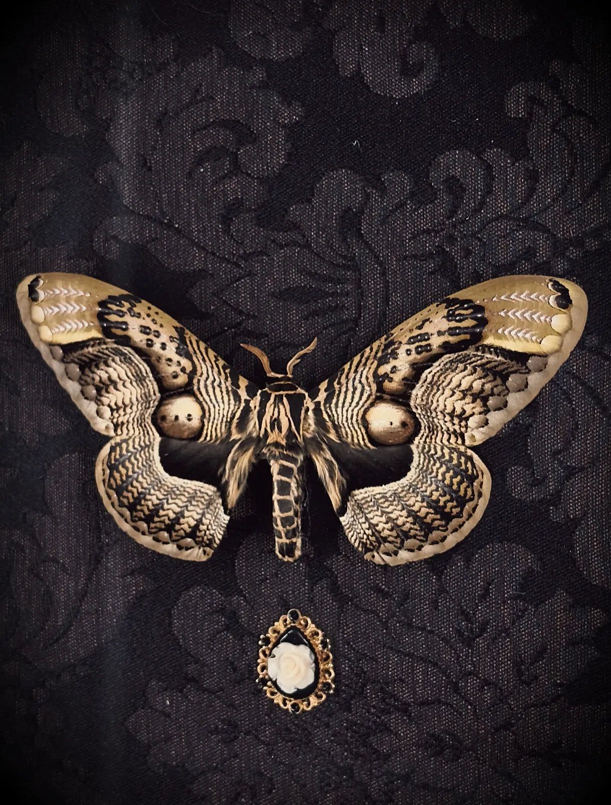 Détail du papillon naturalisé du cadre gothique