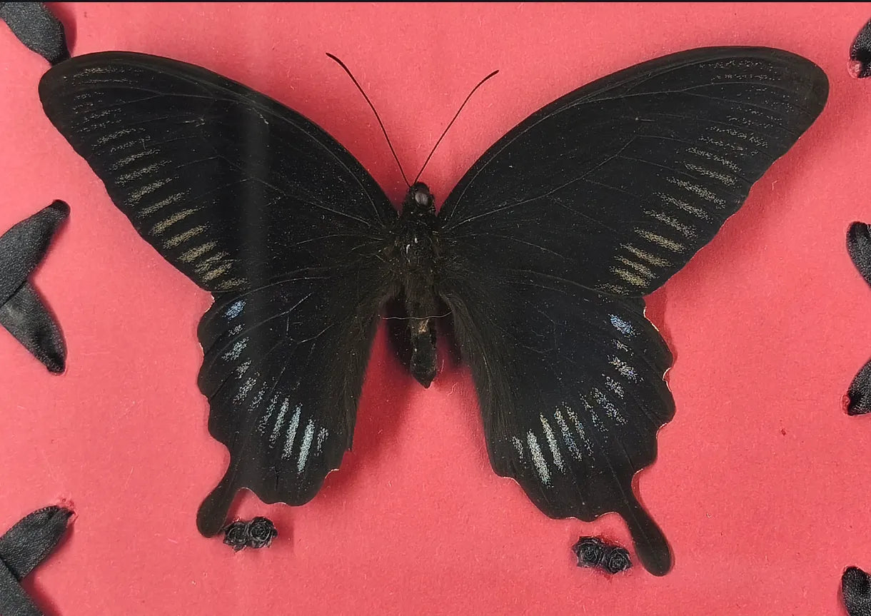 Détail du papillon noir sur fond bordeau