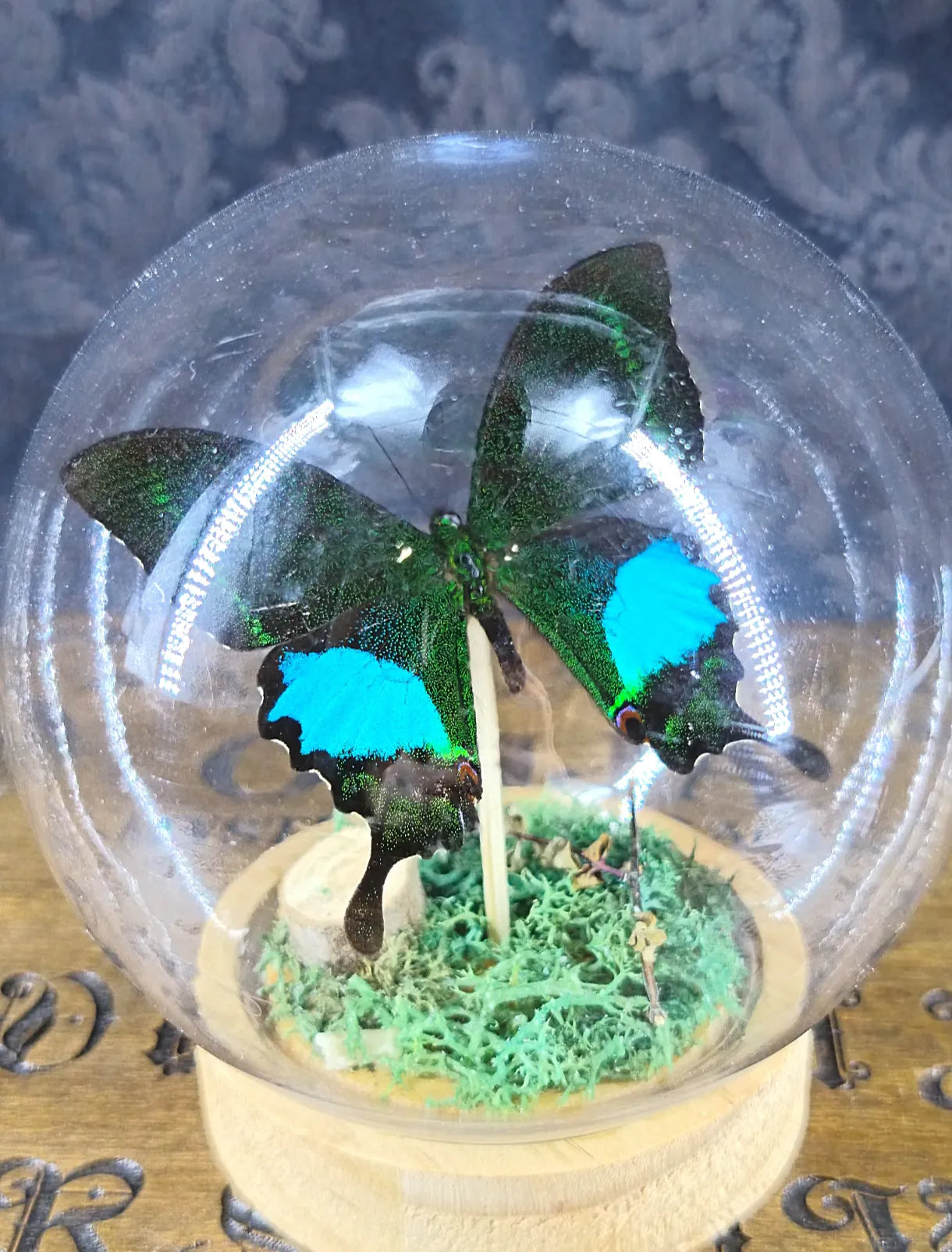 Détail du papillon sous cloche vert et noir