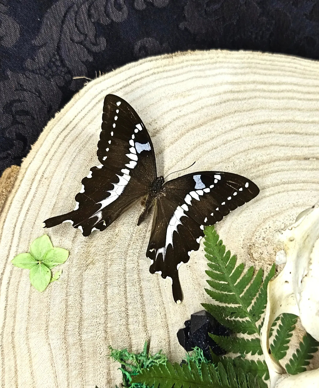 Détail du papillon sur massacre de chevreuil