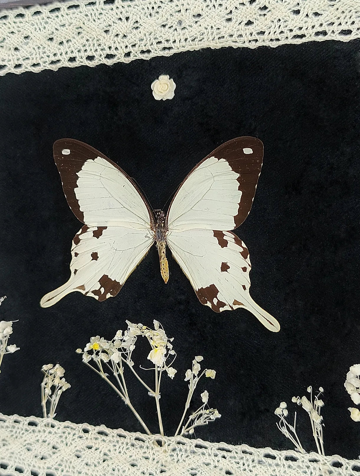 Détail papillon blanc et fleurs séchées cadre entomologique fait main