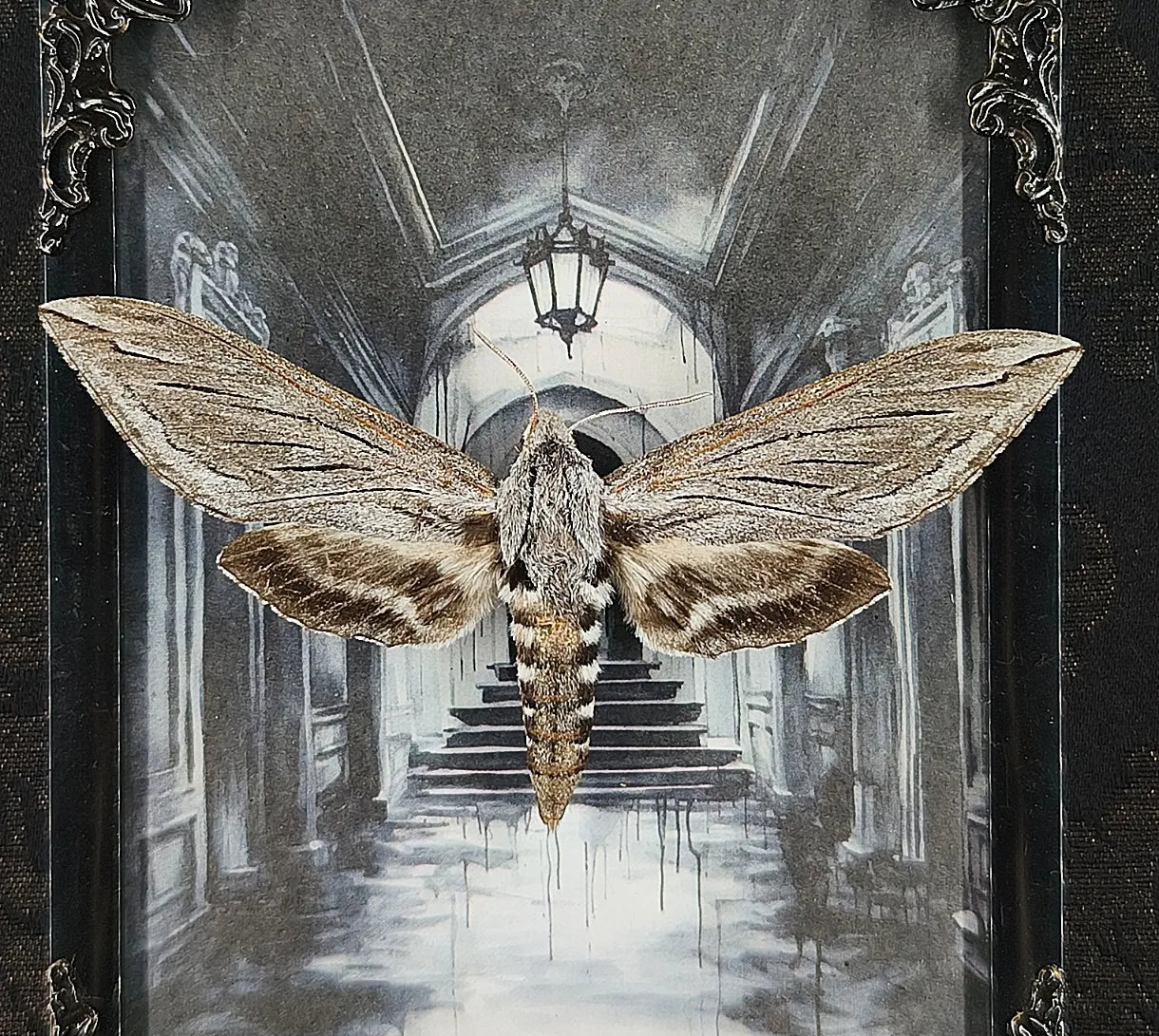 Détail papillon sphinx dans cadre entomologique gothique, ailes beige et marron, style cabinet de curiosités