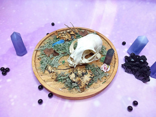 Décoration ostéologie avec crâne de chat, cristaux, mousse sur support en bois