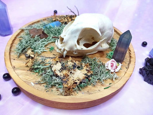 Décoration ostéologie avec crâne de chat, cristaux, mousse sur support en bois