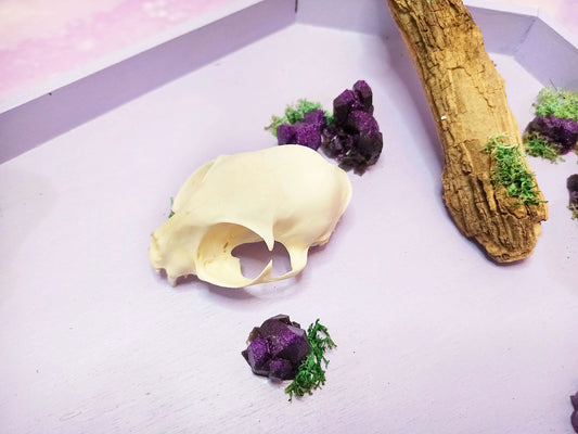 Décoration cercueil pastel goth avec crâne de chat, cristaux et branche fait main