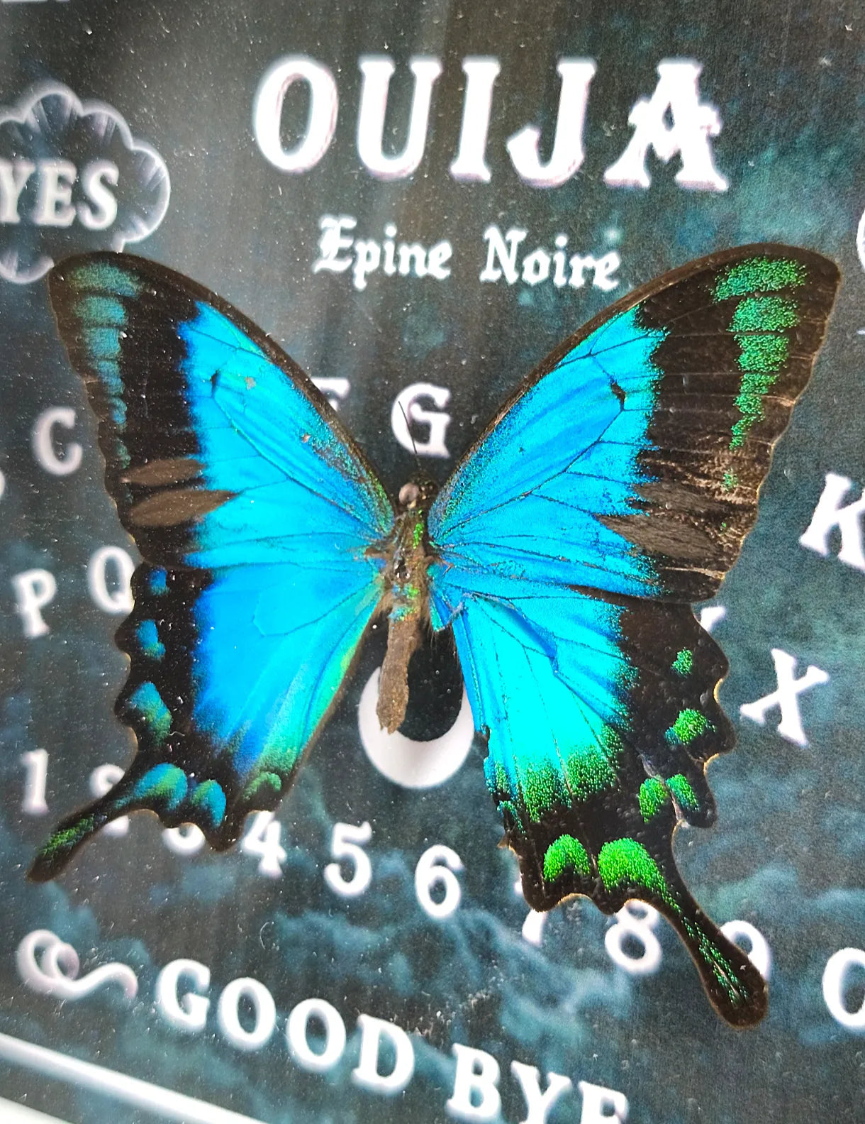 Papillon bleu vu de très près dans cadre gothique 