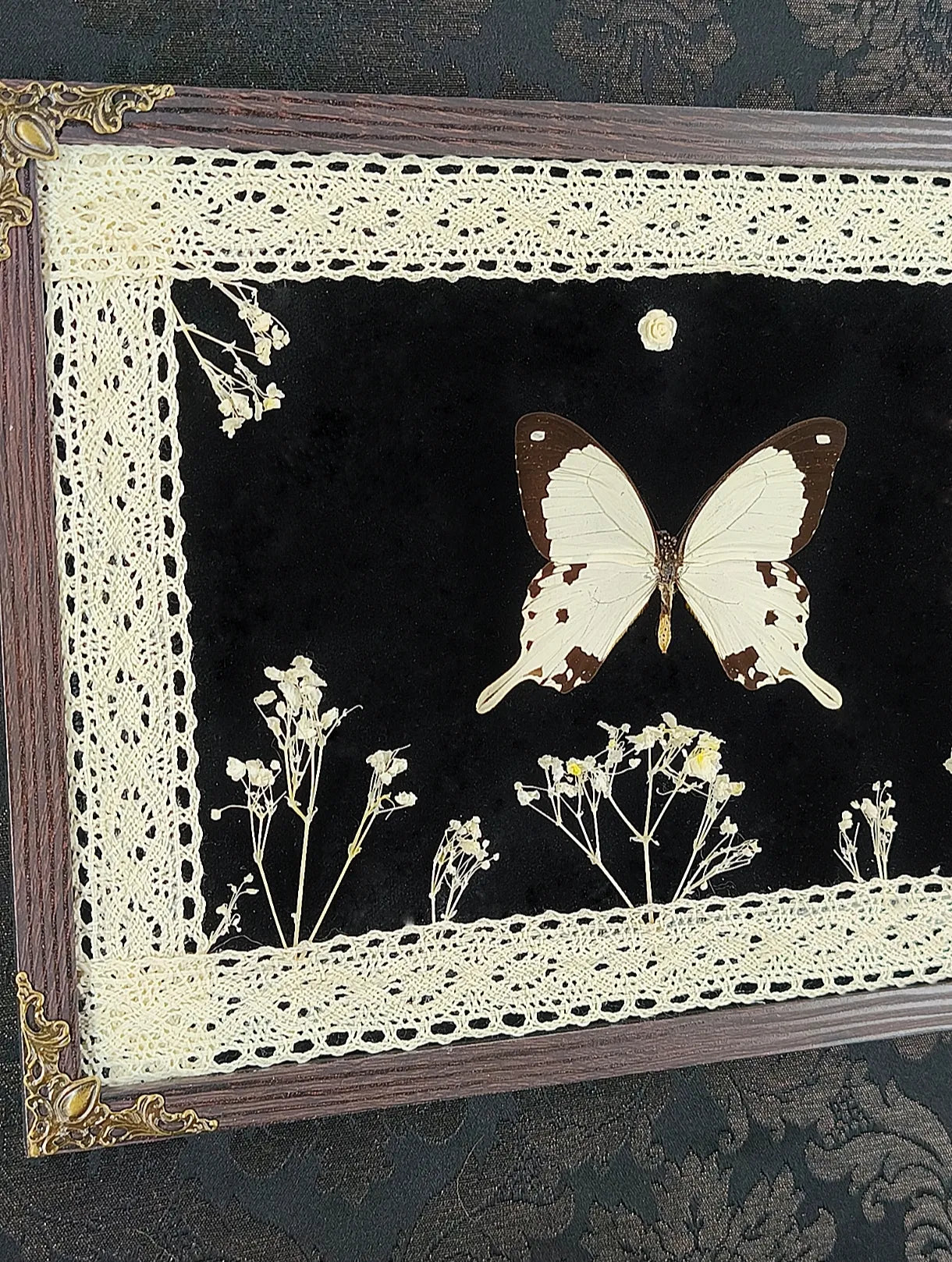 Papillon dans cadre marron avec coins bronze décoratif