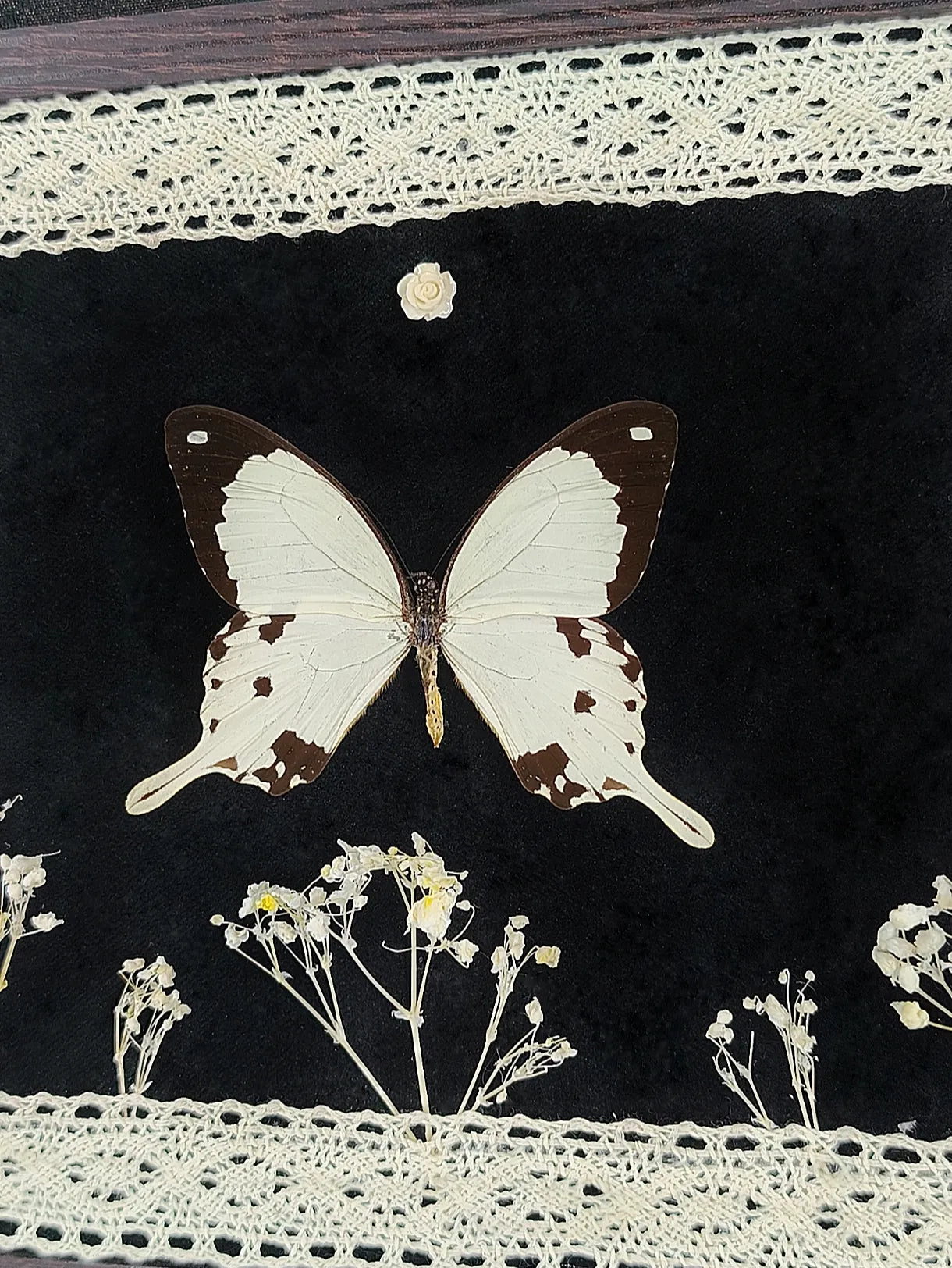 Papillon naturalisé dans cadre marron avec coins bronze décoratif