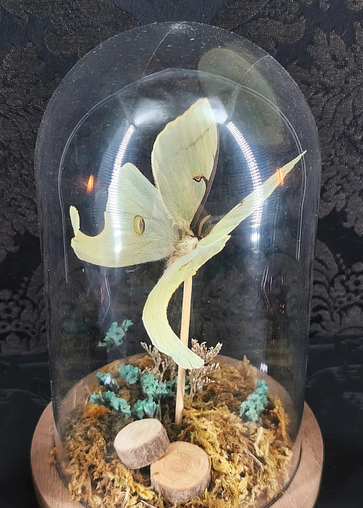 Papillon vert pâle sous cloche en verre avec décor naturel et bois