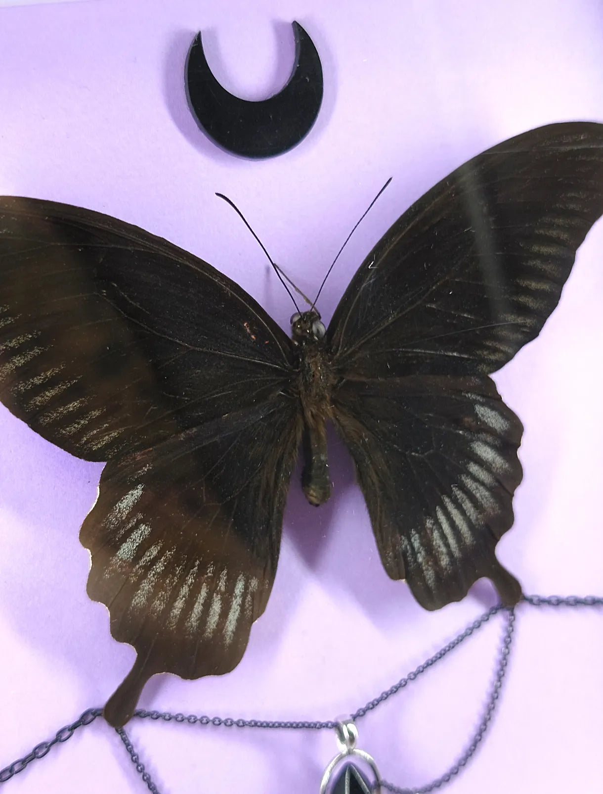 Cadre entomologique gothique au papillon noir et cristal – Décoration witchy & romantique